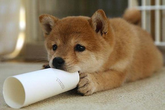 shiba inu couleurs