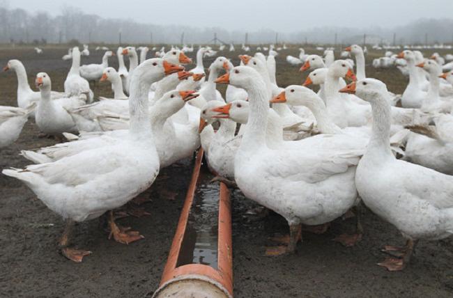 Le contenu des oies à la maison