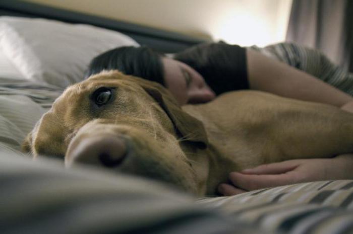 guérir l'œdème du chien