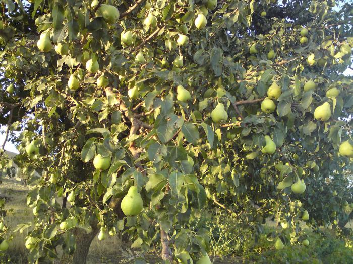 Avgustovskaya rosée (poire): description de la variété, caractéristiques de la culture, avantages et inconvénients