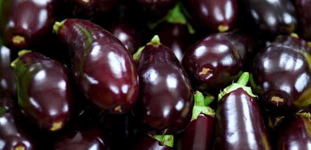 Aubergines dans la serre. Plants en croissance