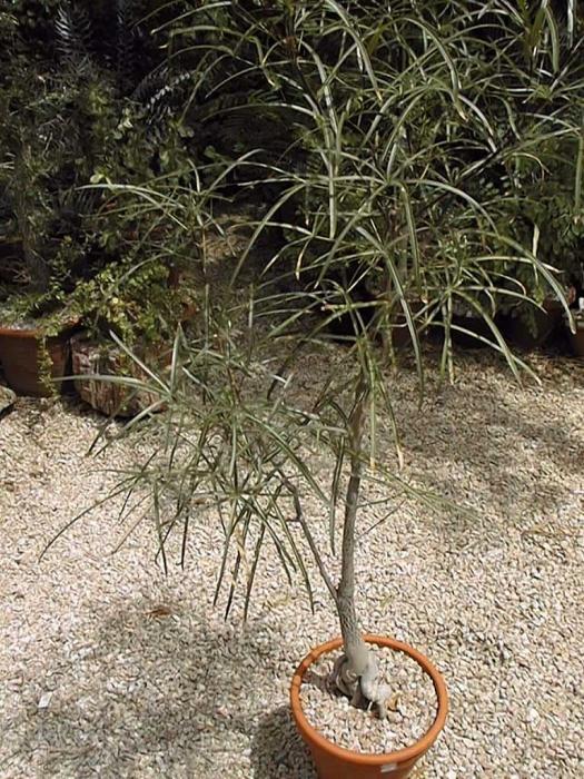 Bouteille d'arbre La culture dans les conditions de la pièce