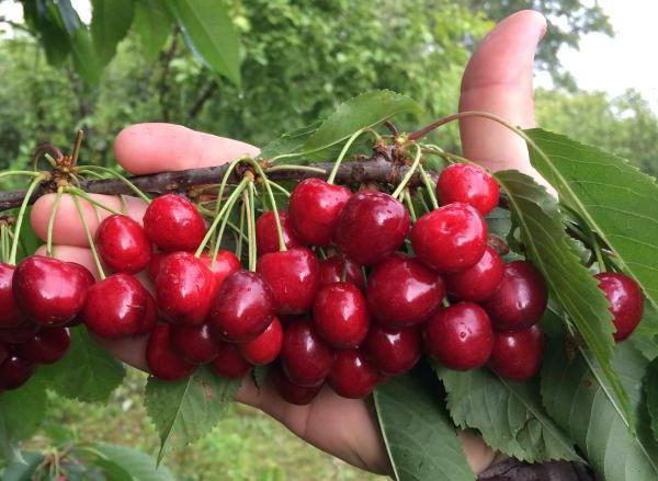 Cherry Tiutchevka: description, caractéristiques, soin et feedback