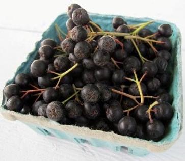 Chokeberry: quand collecter des baies acidulées?