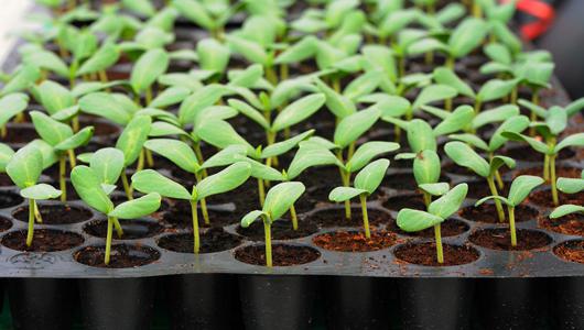 au mois de mars, semez des tomates