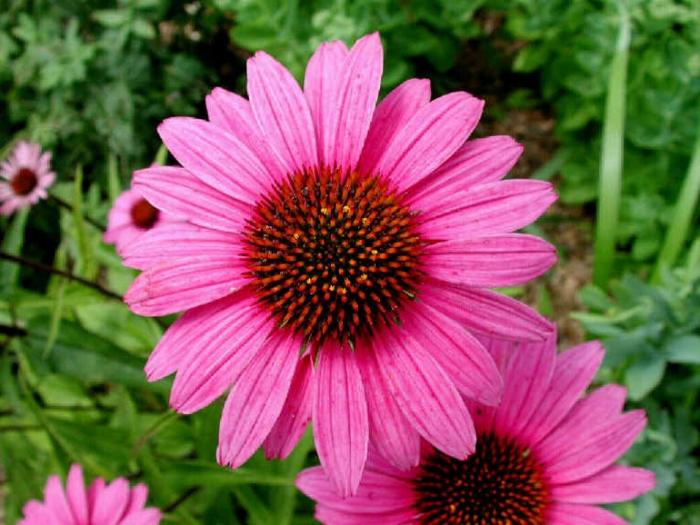 Fleurs Echinacea purpurea