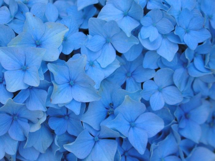 Une fleur avec des fleurs bleues - un petit ciel dans votre lit de fleurs