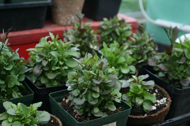 plantation de lobelia et photo de soin