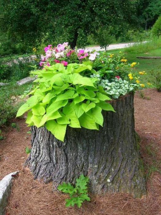 Pots de fleurs en bois, leurs types et leur rôle dans la décoration