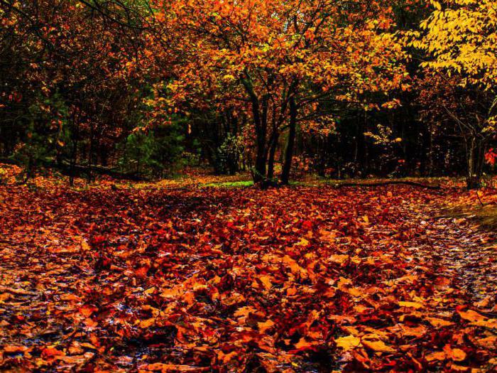 Eekbana des feuilles par ses propres mains automne