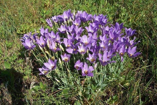 Eustoma - cultiver des fleurs élégantes