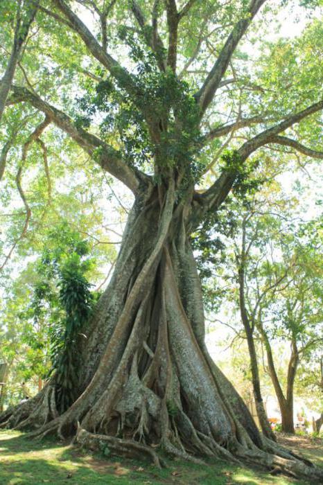 Ficus sacré