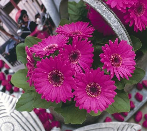 chambre gerbera 