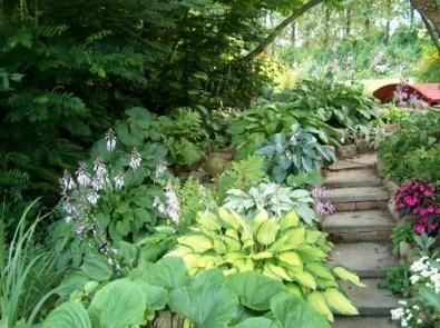 Hosta - fleur pour les vingt prochaines années