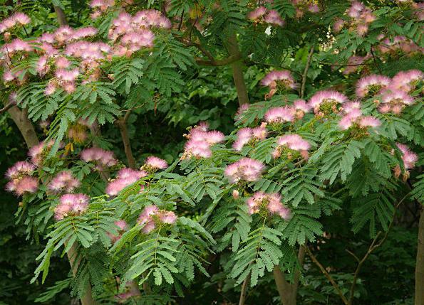 Comment enregistrer le mimosa plus longtemps