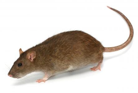 comment se débarrasser des rats dans l'appartement