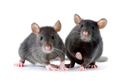 Comment se débarrasser des souris dans un appartement? Folk et moyens modernes