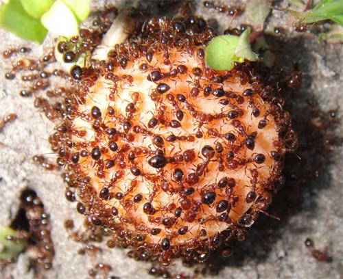 la chimie contre les fourmis rouges dans l'appartement