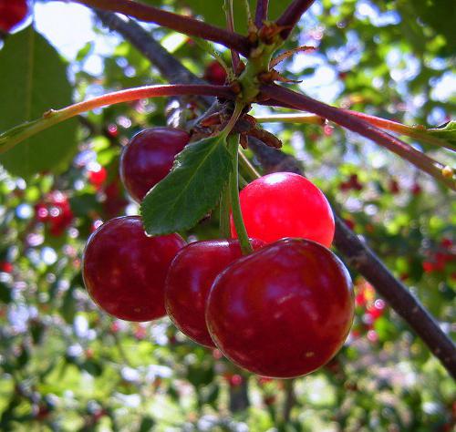 Comment planter une cerise au printemps: conseils et astuces