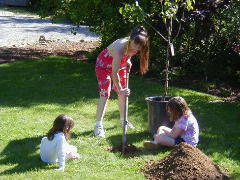 comment planter une poire au printemps 