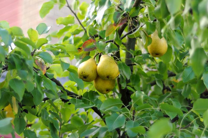 Poire: variété, description