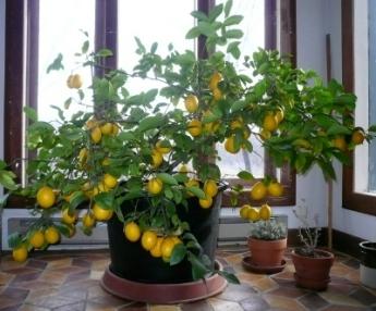 Comment planter un citron dans la maison correctement?