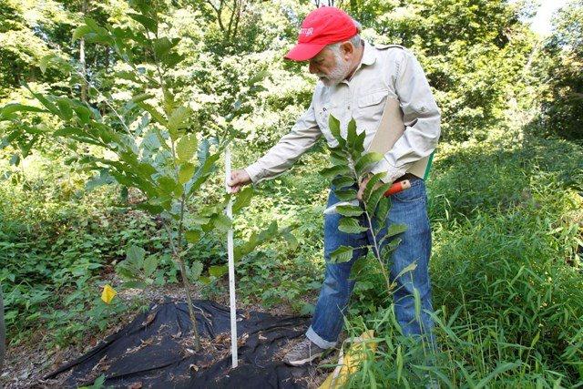 Comment faire pousser des châtaignes dans votre région?