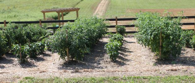 Comment faire pousser la tomate 