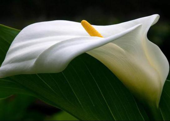 Calla Ethiopian: culture et toilettage