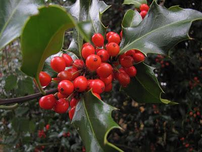 Cotonéaster commun comme élément de l'aménagement paysager