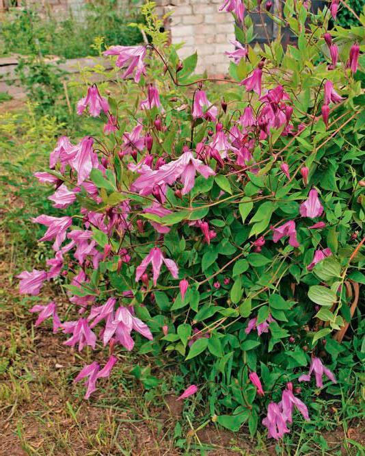 clematis alenushka critiques