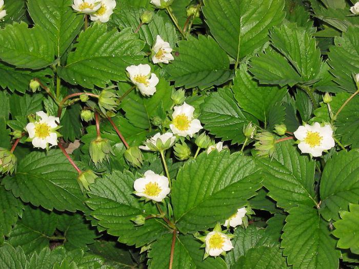 commentaires sur la couronne de fraises 