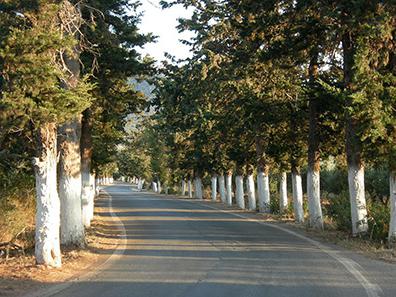 Quand blanchir les arbres au printemps? Badigeon de printemps des arbres dans le jardin