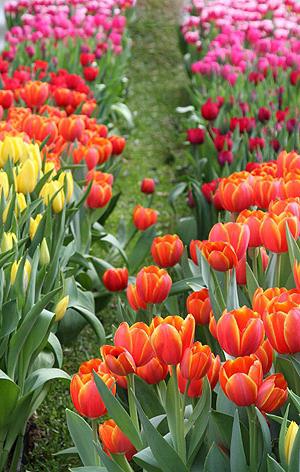 Quand déterrer des bulbes de tulipes à temps?