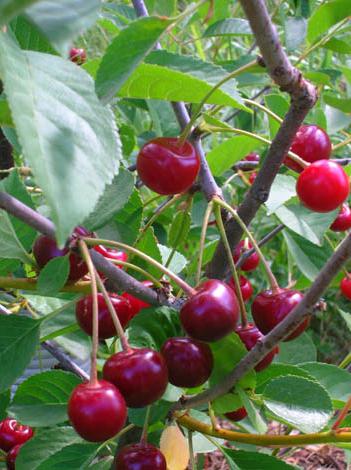 La co-comycose des cerises est une maladie dangereuse