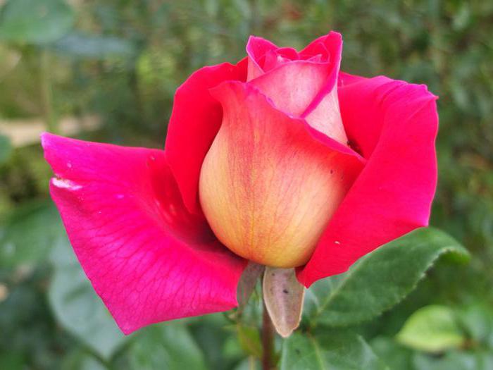 Reine de la Rose Garden Cronenburg