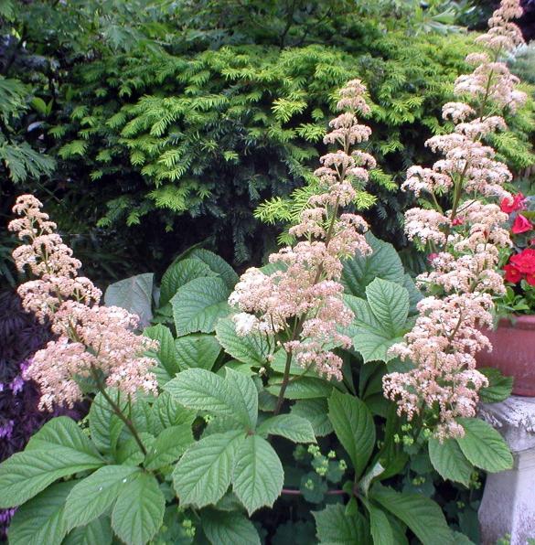 Rodgersia à grandes feuilles: plantation et soin