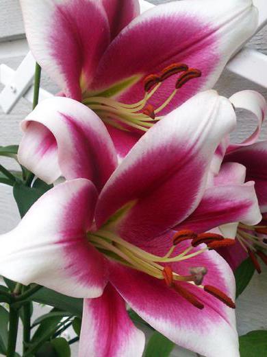 Lily Friso: Description de la variété et soin