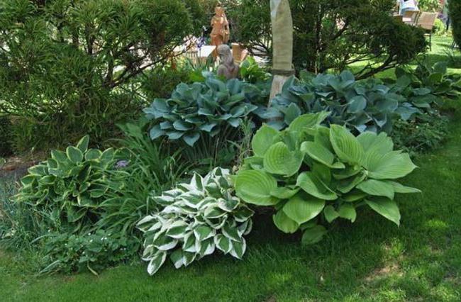 Fleurs vivaces pour jardin sans prétention 