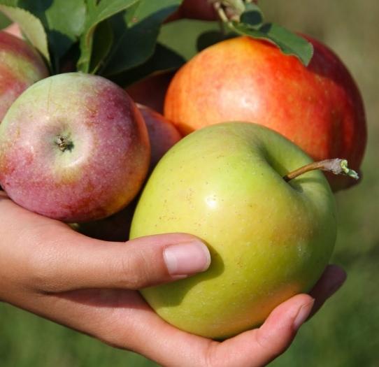 Molodilnye variétés de pommes du professeur L.I. Vigorov