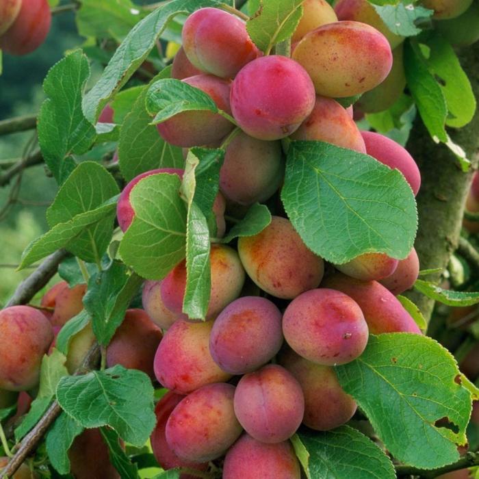 Taille des prunes à l'automne: Rendez-vous et caractéristiques