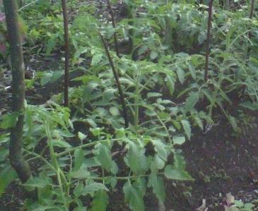 Ogorododarnye troubles: la plantation de plants de tomate dans le sol