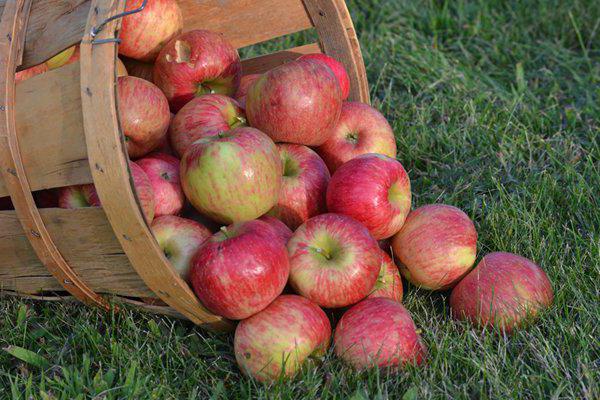 aigle de pomme