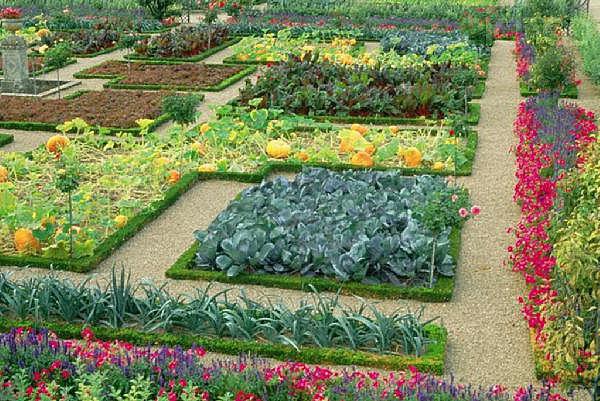 compatibilité des légumes pendant la plantation 