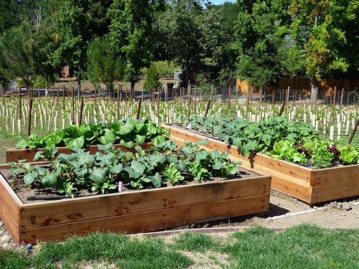 compatibilité de la plantation de légumes dans le jardin