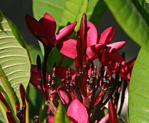 Plumeria à la maison. Plumeria: pousser à partir de graines