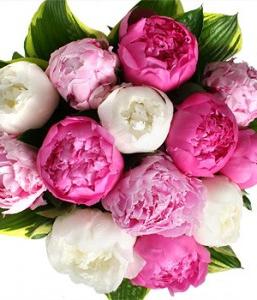 les pivoines fleurissent mal