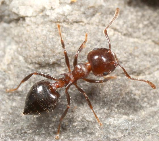 Poudre de fourmis de jardin