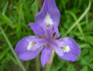 plantation d'iris d'oignon