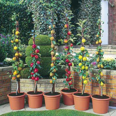 planter un pommier colonne au printemps